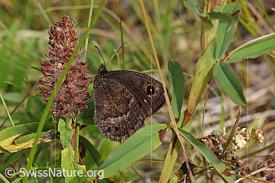 Foto: Weisskernauge (Satyrus ferula) an Purpur-Klee (Trifolium rubens). Flügel geschlossen. Ansicht von der Seite. Wird auch Südlicher Waldportier (Hipparchia ferula) genannt.