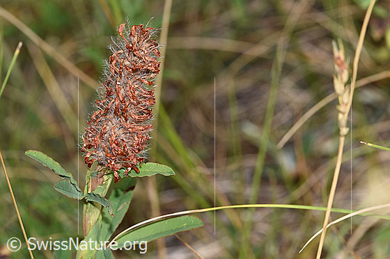 Foto: Purpur-Klee (Trifolium rubens). Verblühte Blüte.