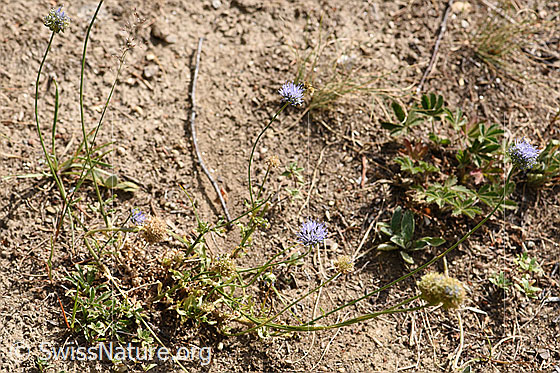 Foto: Berg-Jasione (Jasione montana). Ganze Pflante (Habitus).