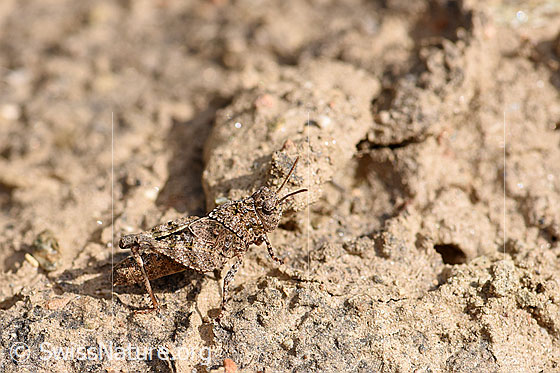 Foto: Blauflügelige Ödlandschrecke (Oedipoda caerulescens) sehr gut getarnt auf sandig, felsigem Boden. Länge 15-28mm.