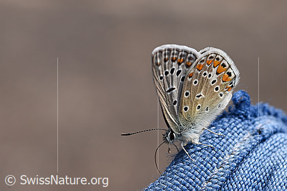 Hauhechelbläuling (Polyommatus icarus)