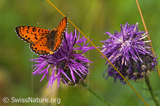 Foto: Roter Scheckenfalter (Melitaea didyma) auf Skabiosen-Flockenblume (Centaurea scabiosa). 
Schmetterling: Flügel geöffnet, Ansicht von schräg oben.