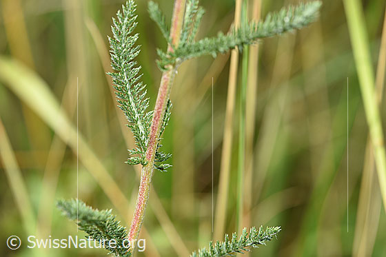 Foto: Gemeine Schafgarbe (Achillea millefolium). Blätter und Stängel.