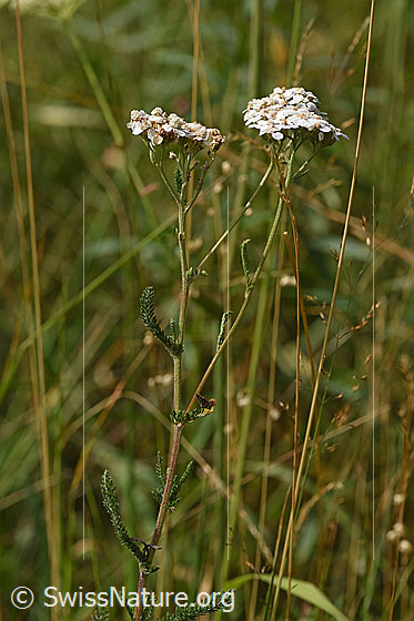Foto: Gemeine Schafgarbe (Achillea millefolium). Ganze Pflanze (Habitus).