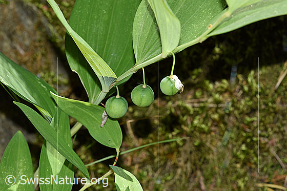 Foto: Echtes Salomonssiegel (Polygonatu odoratum) mit noch grünen, unreifen Früchten. Die Pflanze wird auch Wohlriechende Weisswurz oder Duftende Weisswurz genannt.