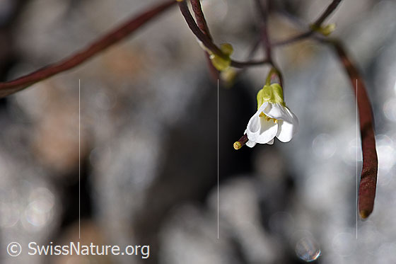 Foto: Alpen-Gänsekresse (Arabis alpina). Blüten.