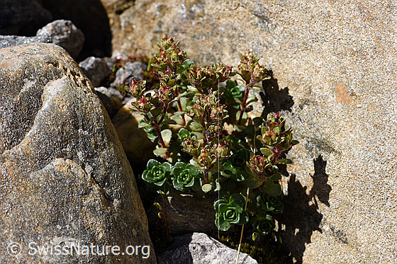 Foto: Zweiblütiger Steinbrech (Saxifraga biflora). Früchte und Blätter. Ganze Pflanze.