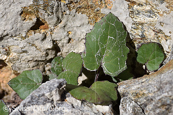 Foto: Huflattich (Tussilago farfara). Blätter.