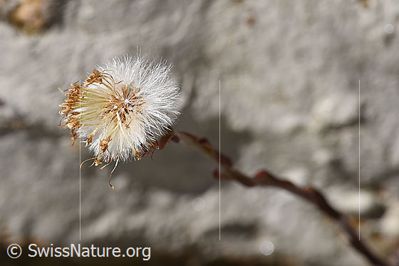 Foto: Huflattich (Tussilago farfara). Verblühte Blüte.