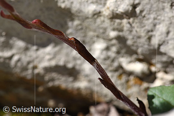 Foto: Huflattich (Tussilago farfara). Stängel.