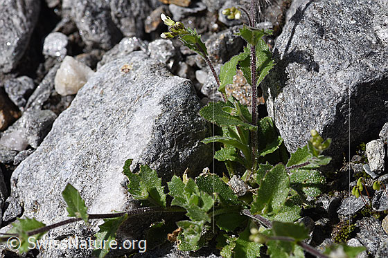Foto: Alpen-Gänsekresse (Arabis alpina). Blätter und Stängel.