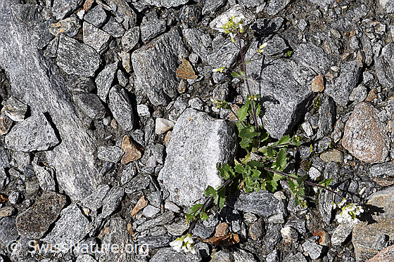 Foto: Alpen-Gänsekresse (Arabis alpina). Ganze Pflanze (Habitus). Ansicht von oben.