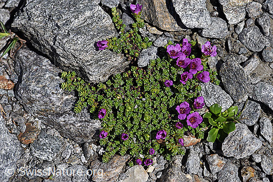 Foto: Gegenblättriger Steinbrech (Saxifraga oppositifolia). Ganze Pflanze.