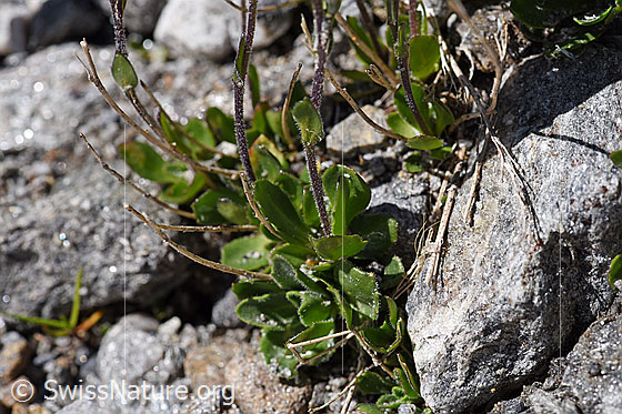 Foto: Bläuliche Gänsekresse (Arabis caerulea). Blätter und Stängel.