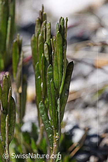 Foto: Bläuliche Gänsekresse (Arabis caerulea). Fruchthülsen.