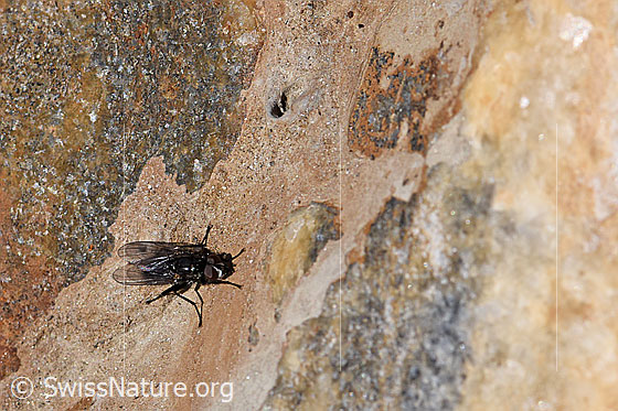 Photo: Problalby Zaphne ambigua on stone.