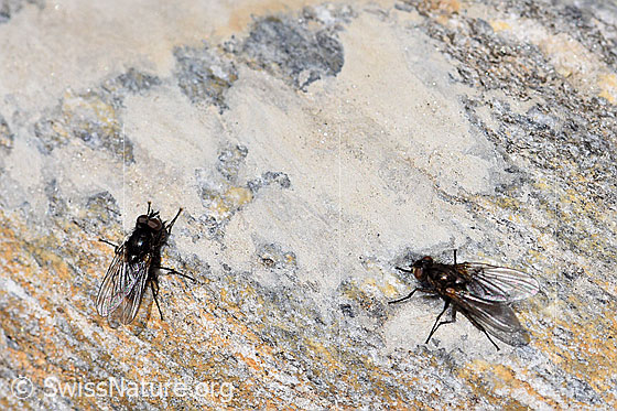 Photo: Probably two Zaphne ambigua on stone.