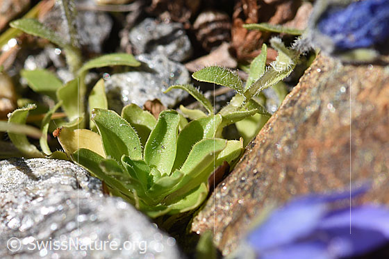 Foto: Mont Cenis-Glockenblume (Campanula cenisia). Blätter.