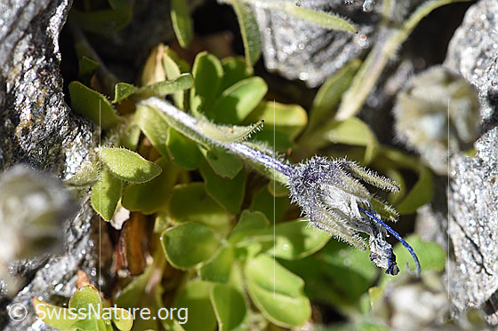 Foto: Mont Cenis-Glockenblume (Campanula cenisia). Ganze Pflanze. Blüte verblüht.