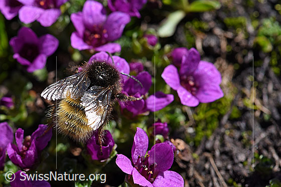 Foto: Bergwald-Hummel (Bombus wurflenii) auf Gegenblättrigem Steinbrech (Saxifraga oppositifolia). Länge 13 - 16mm.