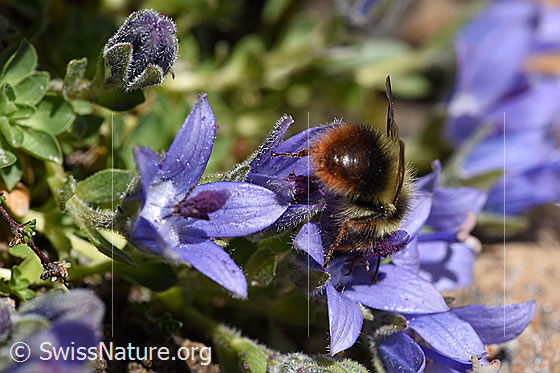 Foto: Höhen-Hummel (Bombus sichelii) auf Mont Cenis-Glockenblume (Campanula cenisia). Ansicht von hinten.
