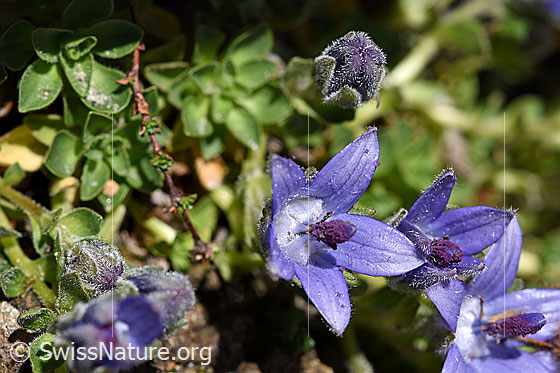Mont Cenis-Glockenblume (Campanula cenisia)