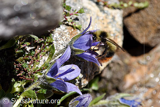 Foto: Höhen-Hummel (Bombus sichelii) auf Mont Cenis-Glockenblume (Campanula cenisia). Ansicht von der Seite.