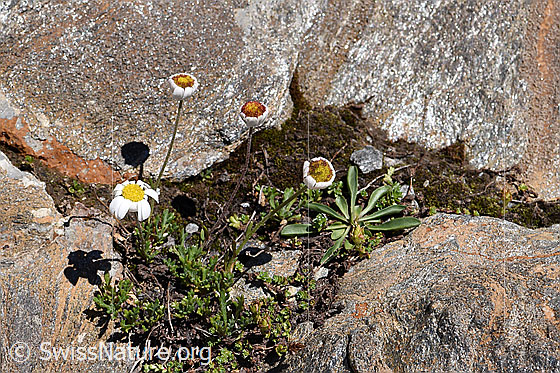 Photo: Leucanthemopsis alpina. Whole plant (habiti).