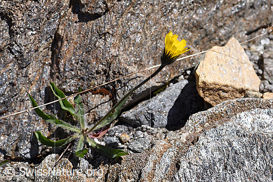 Foto: Grauzottiges Habichtskraut (Hieracium piliferum). Ganze Pflanze (Habitus).