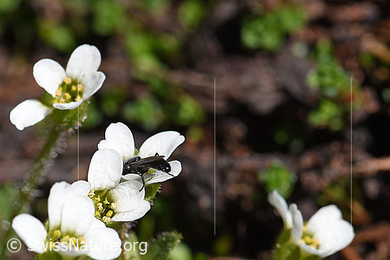 Photo: Saxifraga androsacea. Blossoms.