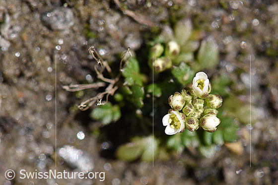 Photo: Arabis caerulea. Blossoms. View from above.