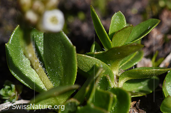 Photo: Arabis caerulea. Leaves and stem.