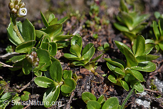 Photo: Arabis caerulea. Whole plant (habiti).
