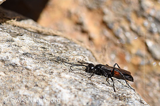 Foto: Anoplius infuscatus (Wegwespe). Länge 6-12mm. Ansicht von der Seite.