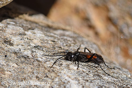 Foto: Anoplius infuscatus (Wegwespe) auf Fels. Länge 6-12mm.