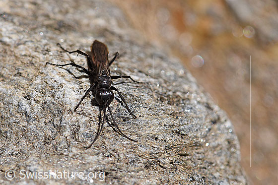 Foto: Anoplius infuscatus (Wegwespe). Länge 6-12mm. Ansicht von oben.