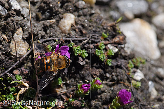 Foto: Mistbiene (Eristalis tenax) auf gegenblättrigem Steinbrech (Saxifraga oppositifolia). Ansicht von oben.