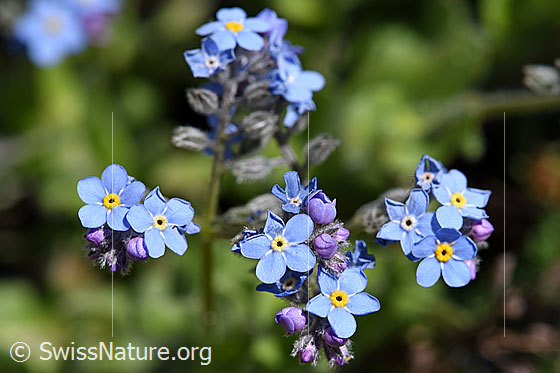 Photo: Probably Myosotis alpestris. Blossoms.