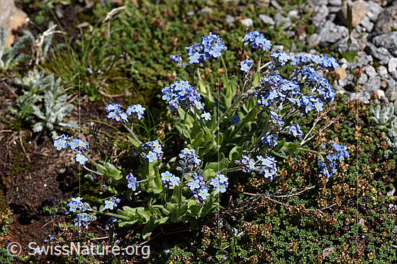Foto: Wahrscheinlich Alpen-Vergissmeinnicht (Myosotis alpestris). Ganze Pflanze (Habitus).