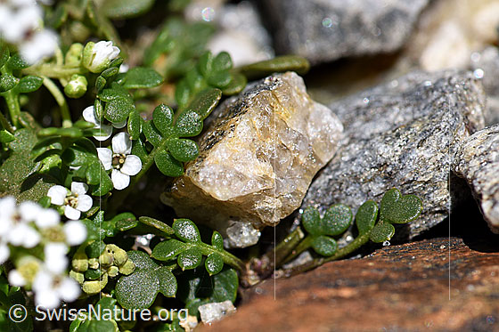 Photo: Pritzelago alpina. Leaves.