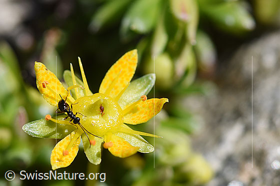 Foto: Wahrscheinlich Gelis agilis (Schlupfwespe) auf Blüte des Bewimperten Steinbrech (Saxifraga aizoides). Körperlänge ca. 7-9mm. Auf der Blüte ist zudem eine Milbe (Acari) erkennbar.