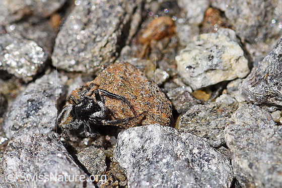 Foto: Wahrscheinlich Attulus longipes (Springspinne) auf Steinen. Männchen. Ansicht von schräg vorne.