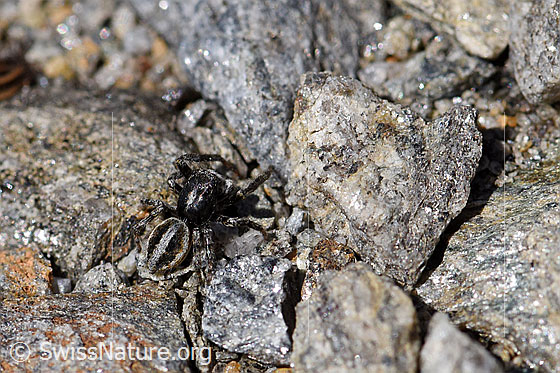 Foto: Wahrscheinlich Attulus longipes (Springspinne) auf kleinen Steinen. Männchen. Ansicht von oben.