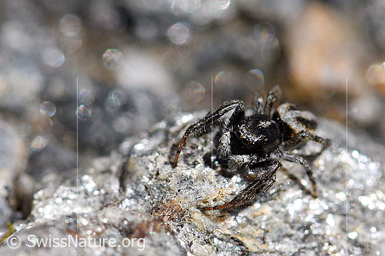 Foto: Wahrscheinlich Attulus longipes (Springspinne) auf Stein. Männchen. Ansicht von schräg vorne.