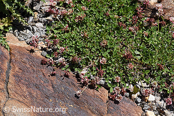 Photo: Trifolium pallescens. Plant cushion.