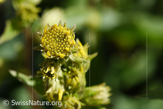 Foto: Wahrscheinlich Alpen-Goldrute (Solidago virgaurea ssp. minuta). Blüten, noch geschlossen.
Umgebung: Gletschervorfeld. Höhe: ca. 2500m ü.M.
Lat.: Solidago virgaurea ssp. minuta
Familie: Asteraceae (Korbblütler)
Gattung: Solidago (Goldruten)