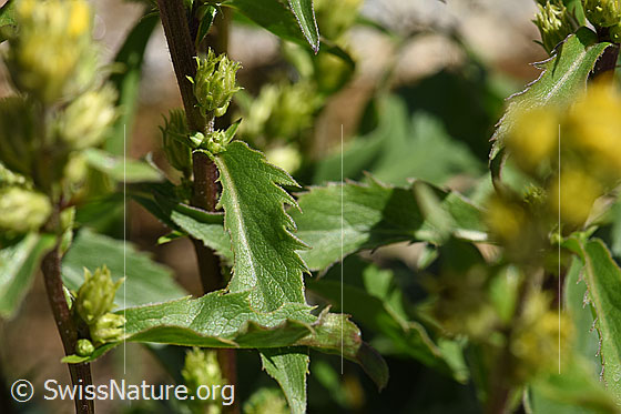 Foto: Wahrscheinlich Alpen-Goldrute (Solidago virgaurea ssp. minuta). Blätter.
Umgebung: Gletschervorfeld. Höhe: ca. 2500m ü.M.
Lat.: Solidago virgaurea ssp. minuta
Familie: Asteraceae (Korbblütler)
Gattung: Solidago (Goldruten)