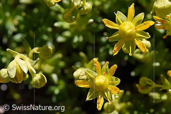 Photo: Saxifraga aizoides. Blossoms.