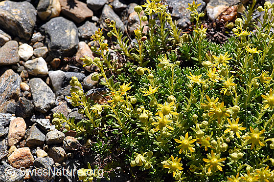 Foto: Bewimperter Steinbrech (Saxifraga aizoides). Ganze Pflanze (Habitus).