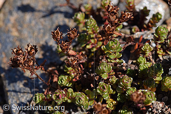 Foto: Zweiblütiger Steinbrech (Saxifraga biflora). Bald verblühte Blüten und Blätter.